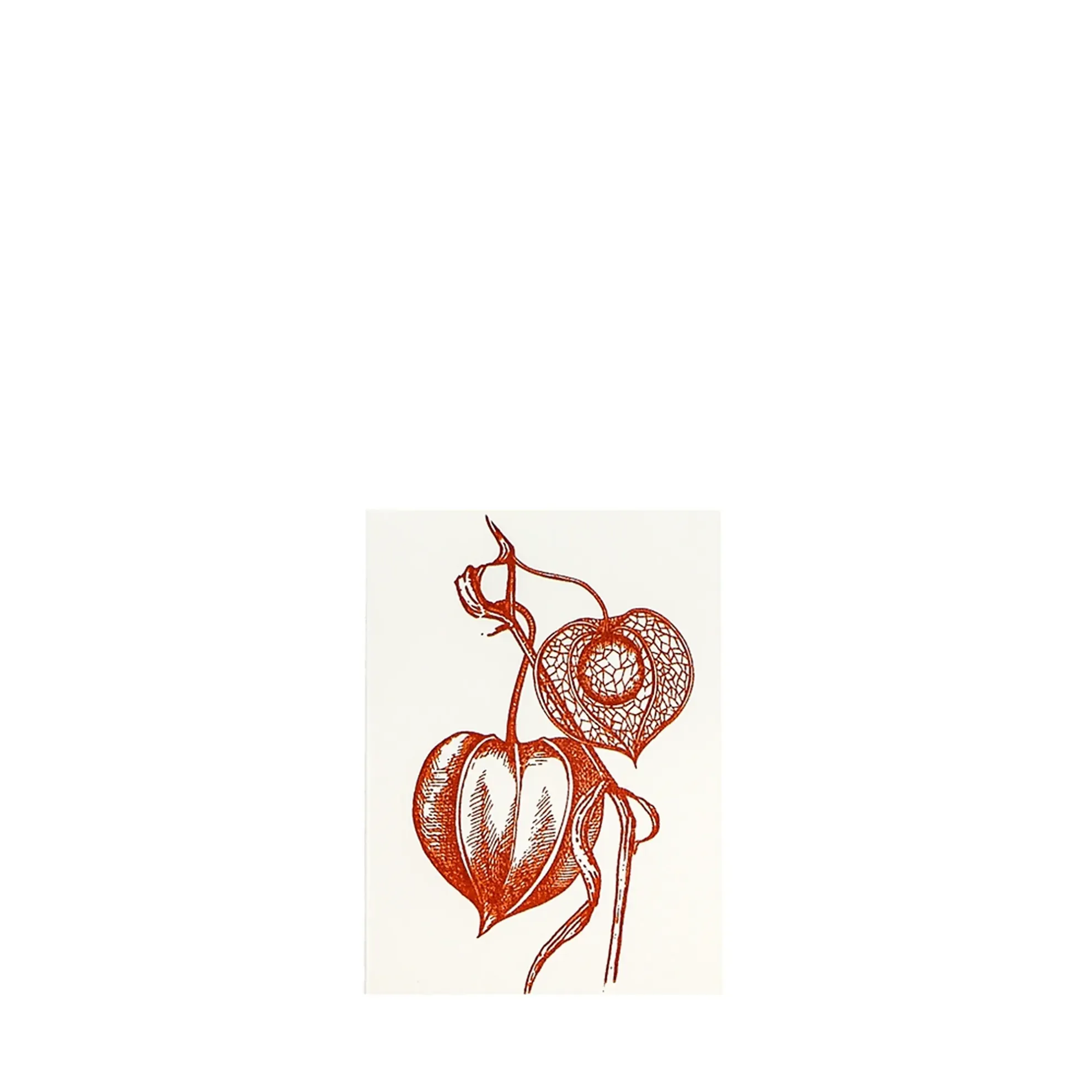 Grüßkarte CARD-PHYSALIS-DIN-small