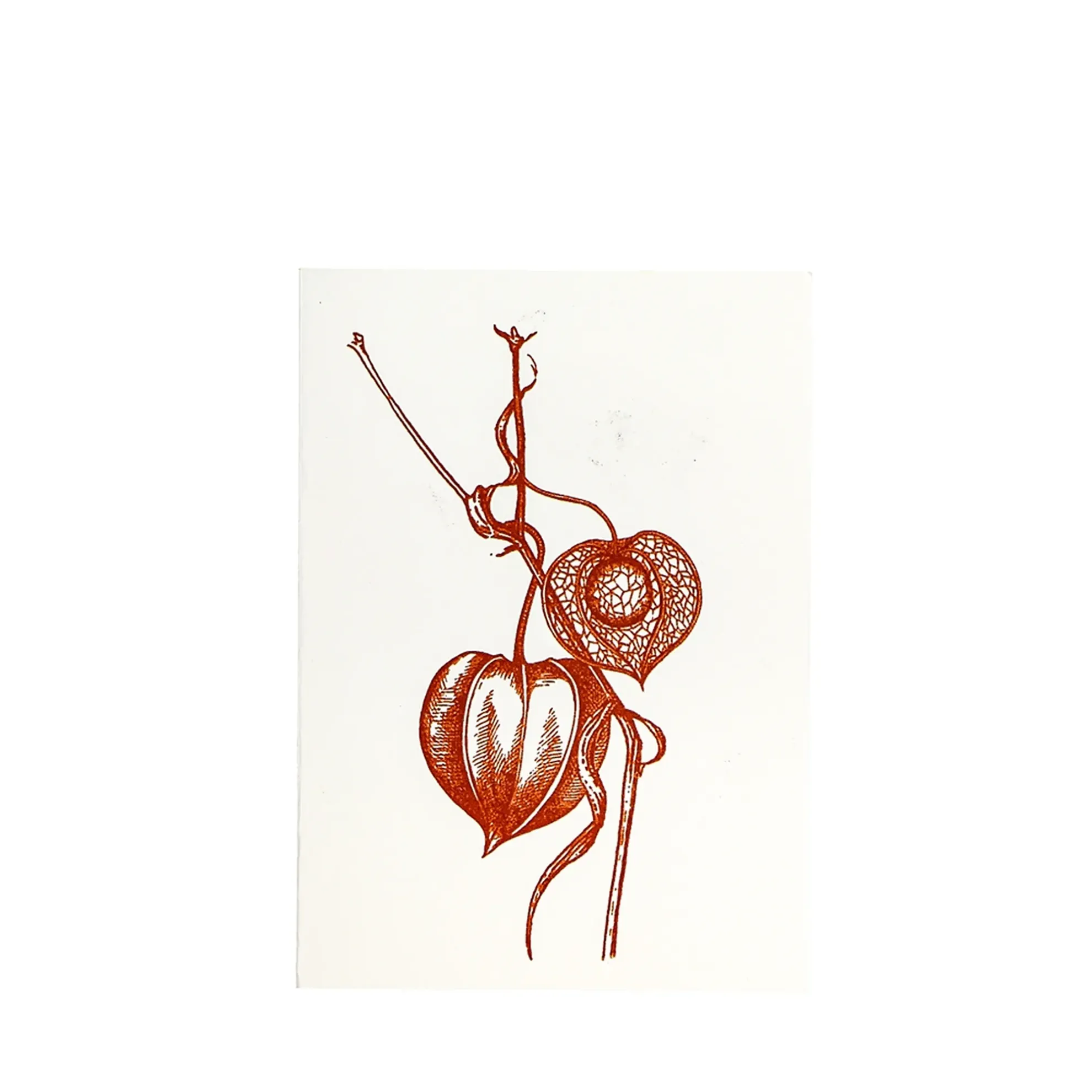 Grüßkarte CARD-PHYSALIS-DIN-B6