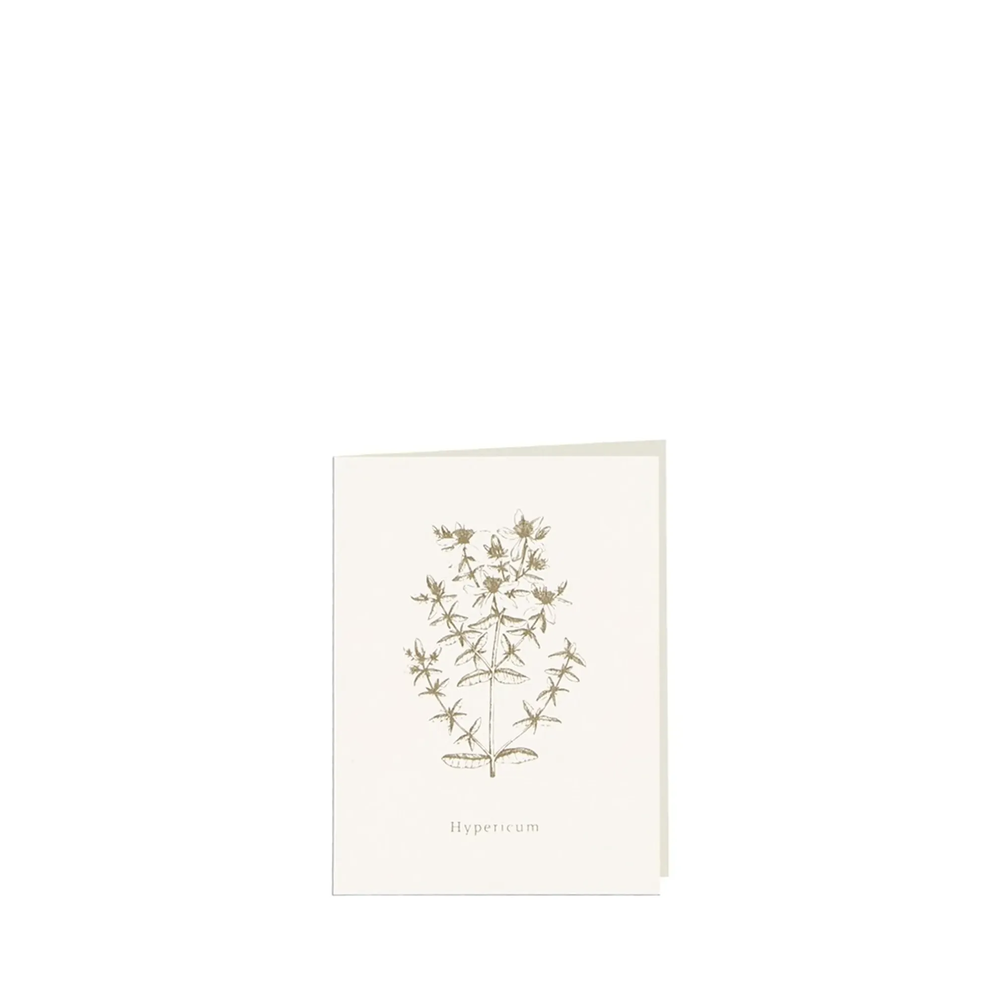 Grüßkarte CARD-HYPERICUM-small (9 x 12 )
