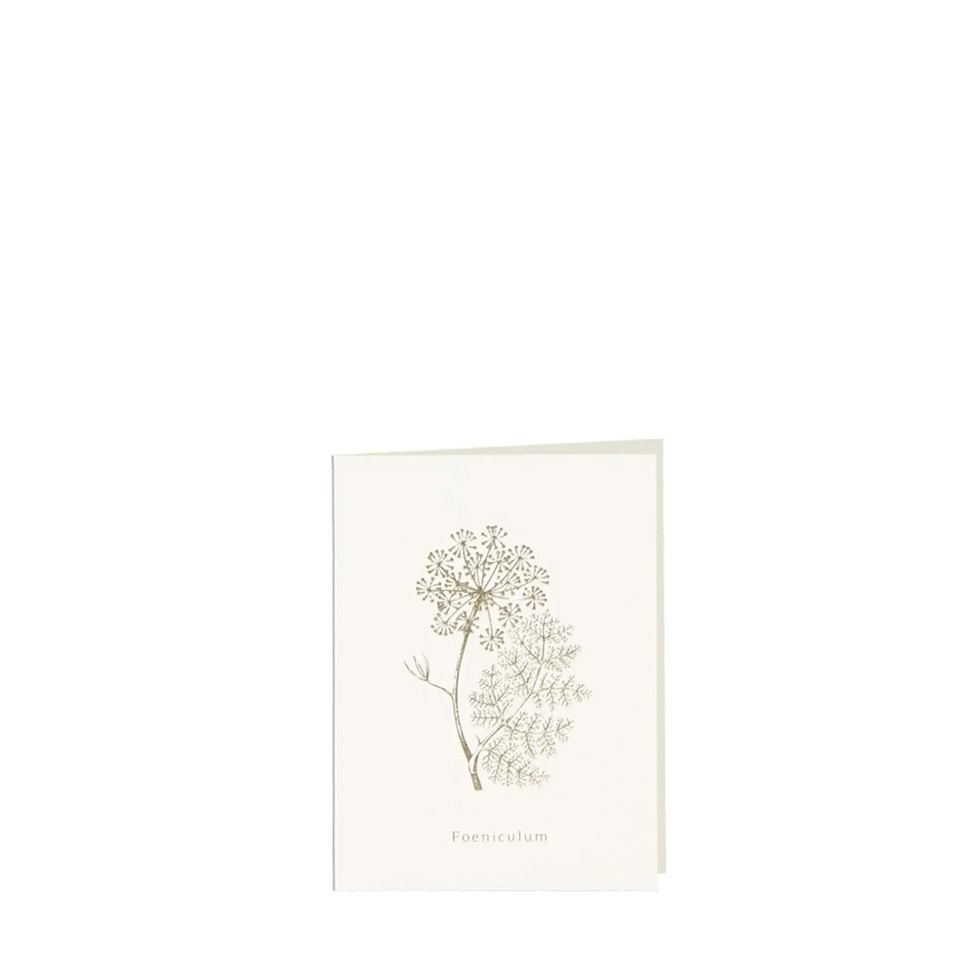 Grüßkarte CARD-FOENICULUM-small (9 x 12 )