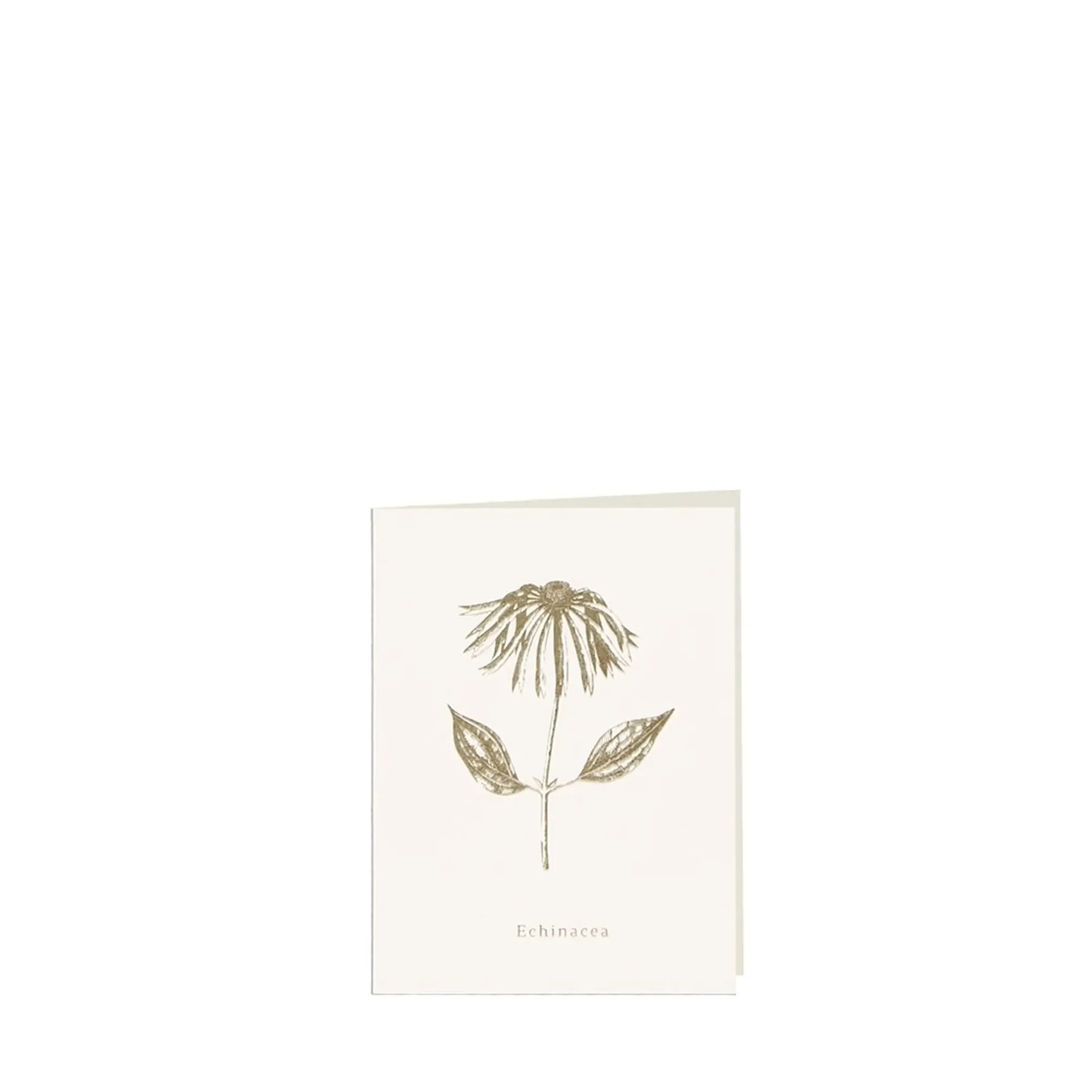 Grüßkarte CARD-ECHINACEA-small (9 x 12 )