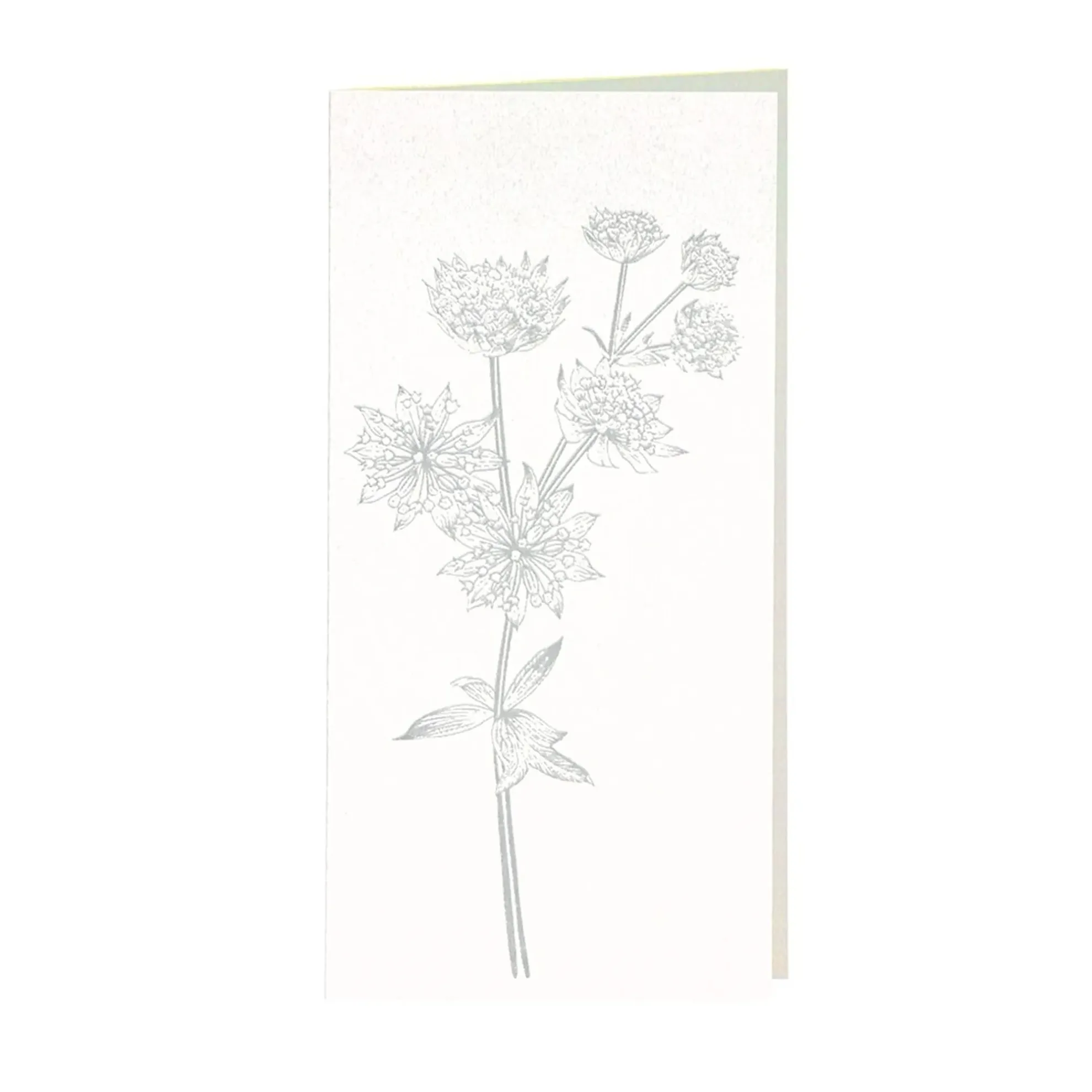 Grüßkarte CARD-ASTRANTIA-DIN-lang (10,5 x 21)
