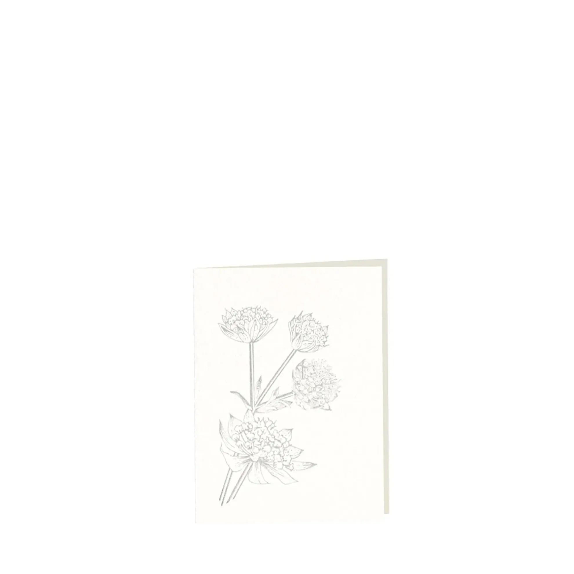 Grüßkarte CARD-ASTRANTIA-small (9 x 12 )