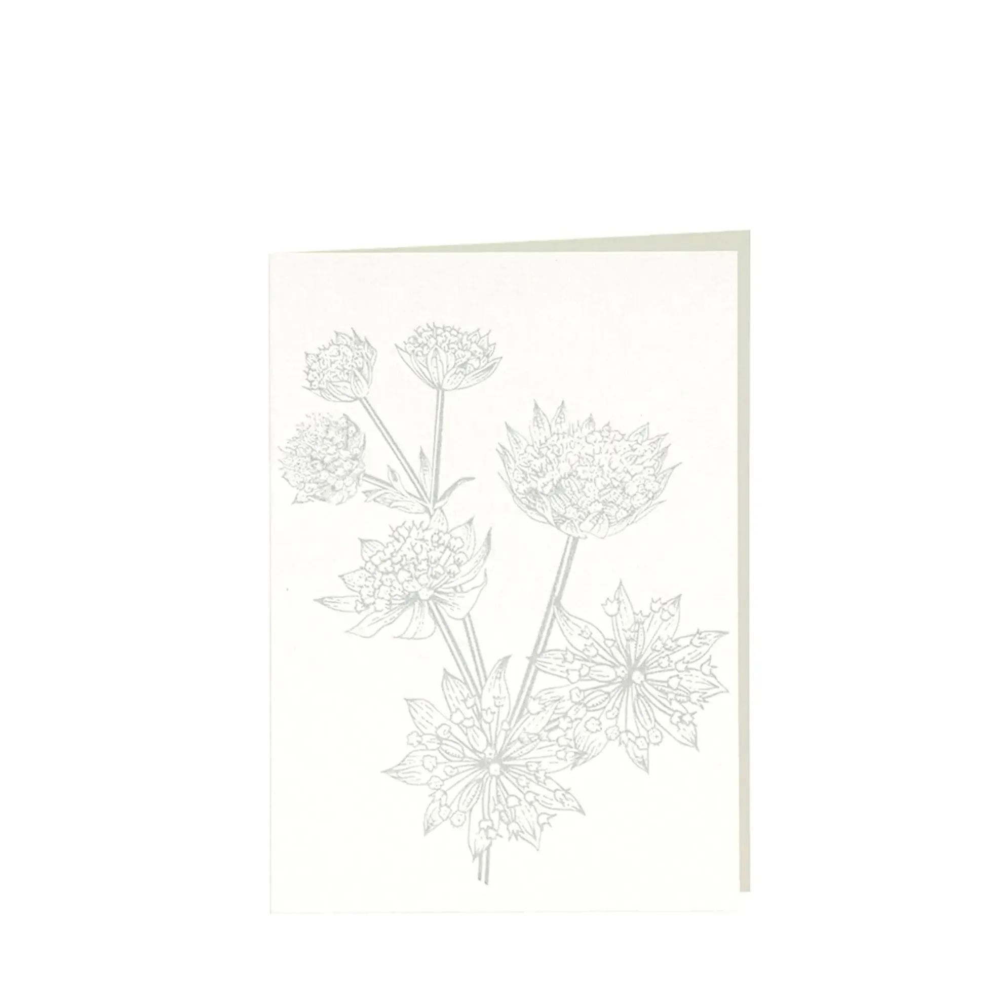Grüßkarte CARD-ASTRANTIA-DIN-B6 (12,5 x 17,6 )