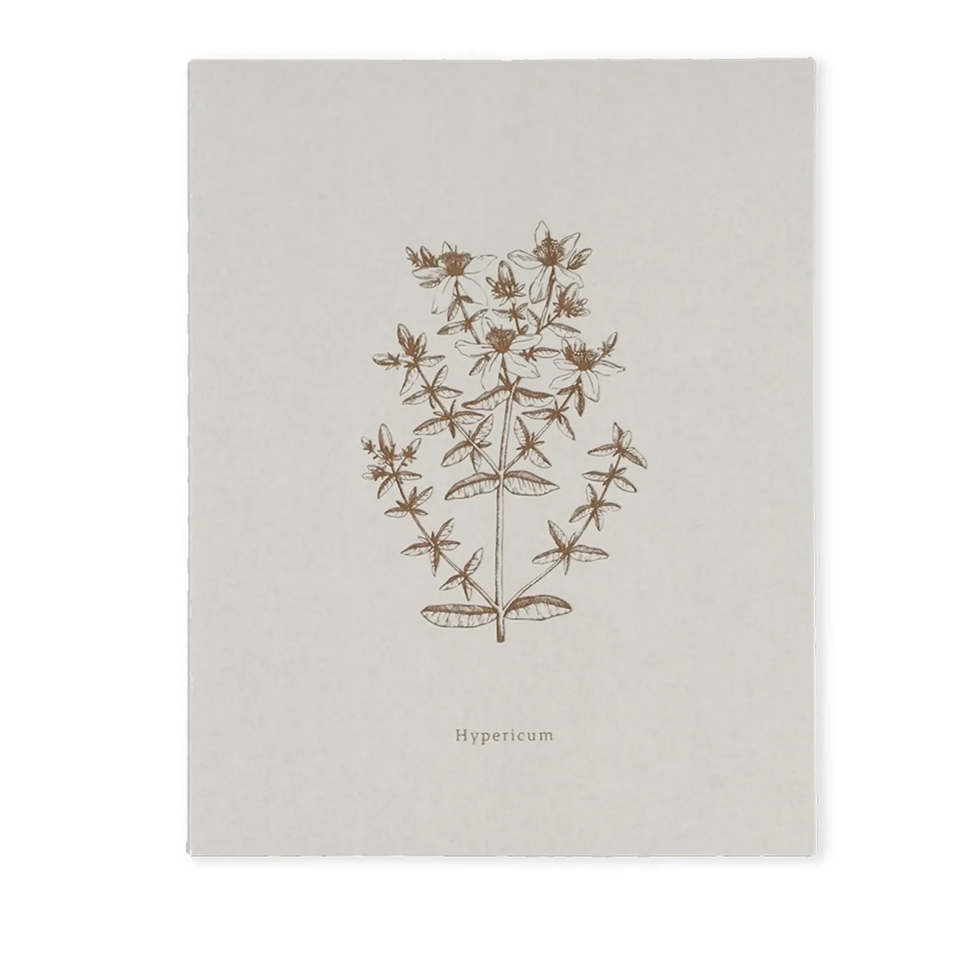 Notizbuch BOOK-HYPERICUM (18 x 23)