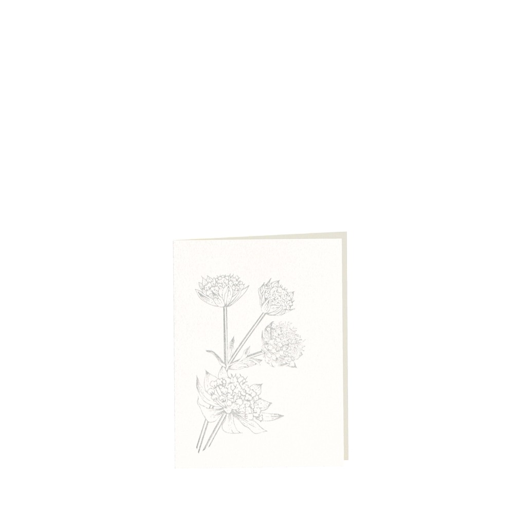 CARD-ASTRANTIA-small